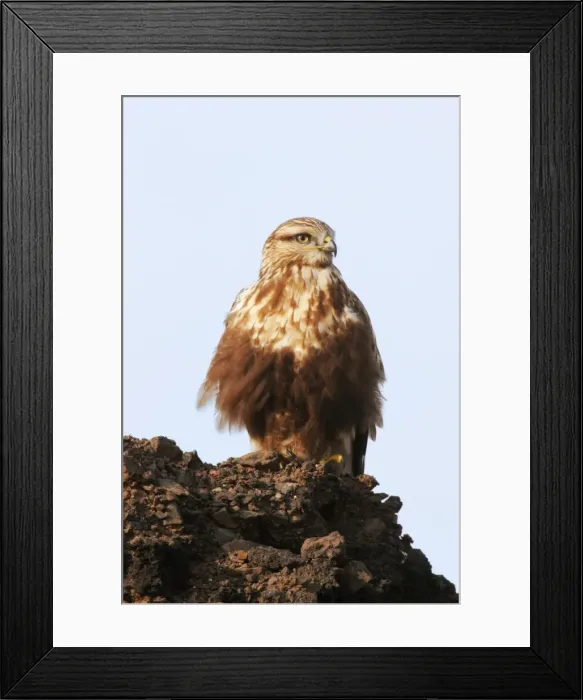 Framed Print : Rough-legged Buzzard / Hawk - Immature light morph. Photographed in winter, East Haven, Connecticut, USA Framed Print : Rough-legged Buzzard / Hawk - Immature light morph. Photographed in winter, East Haven, Connecticut, USA