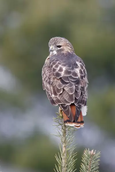 Red-tailed Hawk - Adult