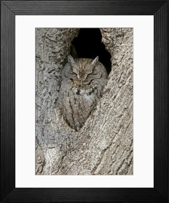 Framed Print : Eastern Screech Owl Framed Print : Eastern Screech Owl