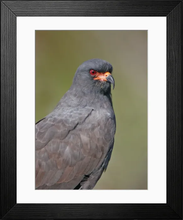 Framed Print : Snail Kite - Adult male Florida, USA Framed Print : Snail Kite - Adult male Florida, USA