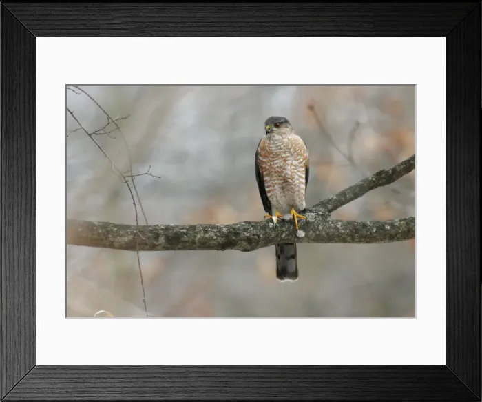 Framed Print : Sharp-shinned Hawk - adult Framed Print : Sharp-shinned Hawk - adult