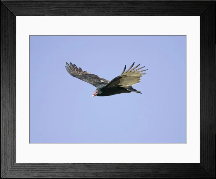 Framed Print : Turkey Vulture - in flight Framed Print : Turkey Vulture - in flight