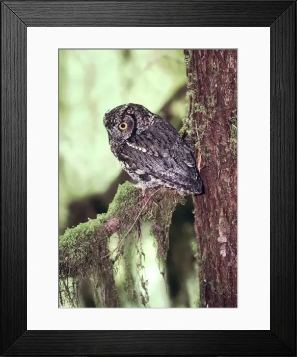 Framed Print : Western Screech Owl Olympic National Park, Washington state, USA Framed Print : Western Screech Owl Olympic National Park, Washington state, USA