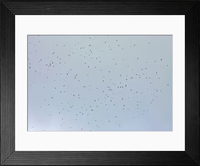 Framed Print : Broad-winged Hawk Framed Print : Broad-winged Hawk