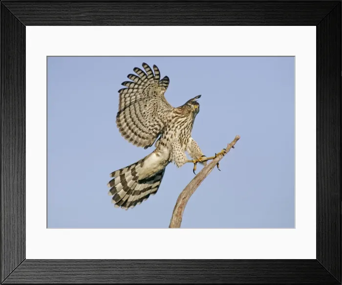 Framed Print : Cooper's Hawk - Immature in flight. Cape May, New Jersey Framed Print : Cooper's Hawk - Immature in flight. Cape May, New Jersey