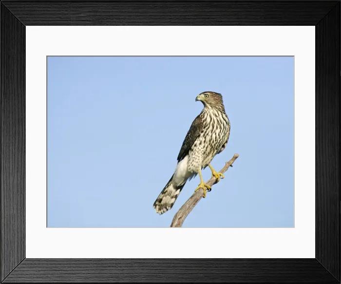 Framed Print : Cooper's Hawk - immature. Cape May, New Jersey, USA Framed Print : Cooper's Hawk - immature. Cape May, New Jersey, USA