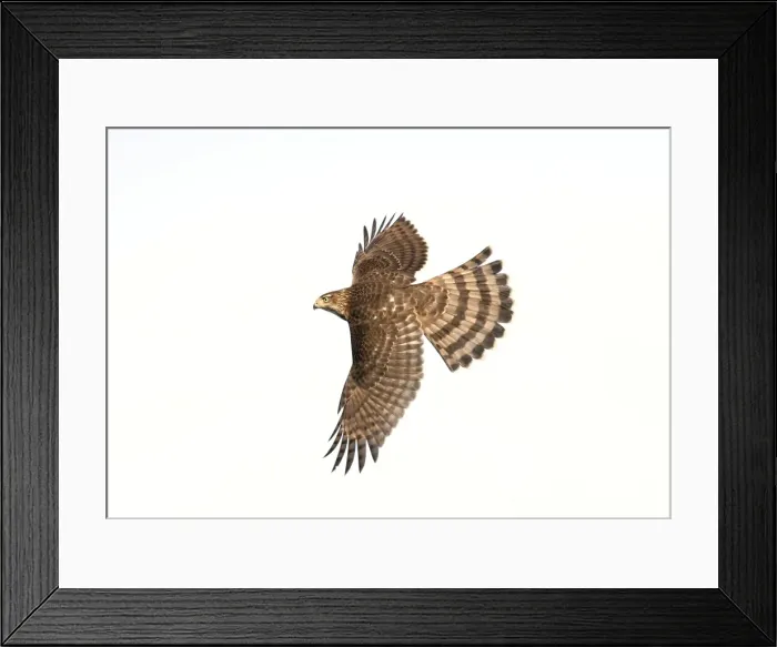 Framed Print : Cooper's Hawk - immature in flight. Cape May, New Jersey, USA Framed Print : Cooper's Hawk - immature in flight. Cape May, New Jersey, USA
