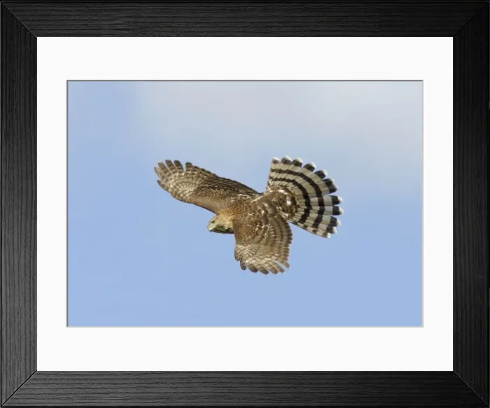 Framed Print : Cooper's Hawk - immature in flight. Cape May, New Jersey, USA Framed Print : Cooper's Hawk - immature in flight. Cape May, New Jersey, USA