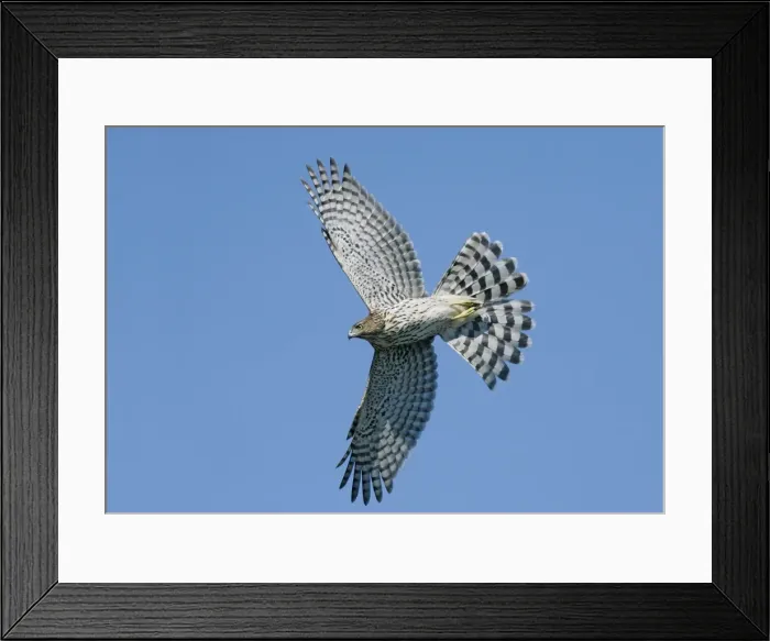 Framed Print : Cooper's Hawk - immature in flight Cape May, New Jersey, USA