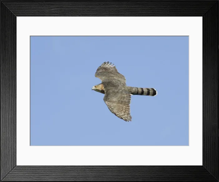 Framed Print : Cooper's Hawk - adult, in flight. Cape May, New Jersey, USA Framed Print : Cooper's Hawk - adult, in flight. Cape May, New Jersey, USA