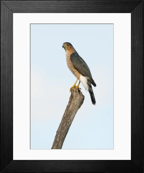 Framed Print : Cooper's Hawk - adult, in flight Cape May, New Jersey, USA Framed Print : Cooper's Hawk - adult, in flight Cape May, New Jersey, USA