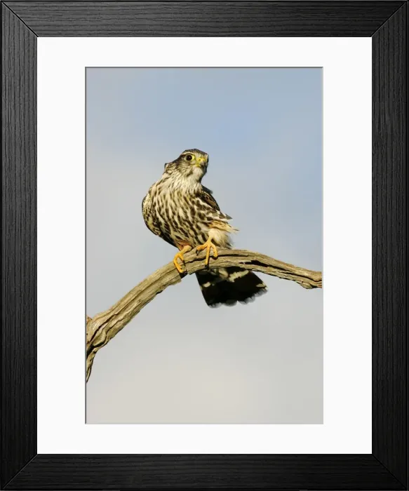 Framed Print : Merlin - Photographed in Cape May New Jersey during the autumn migration Framed Print : Merlin - Photographed in Cape May New Jersey during the autumn migration