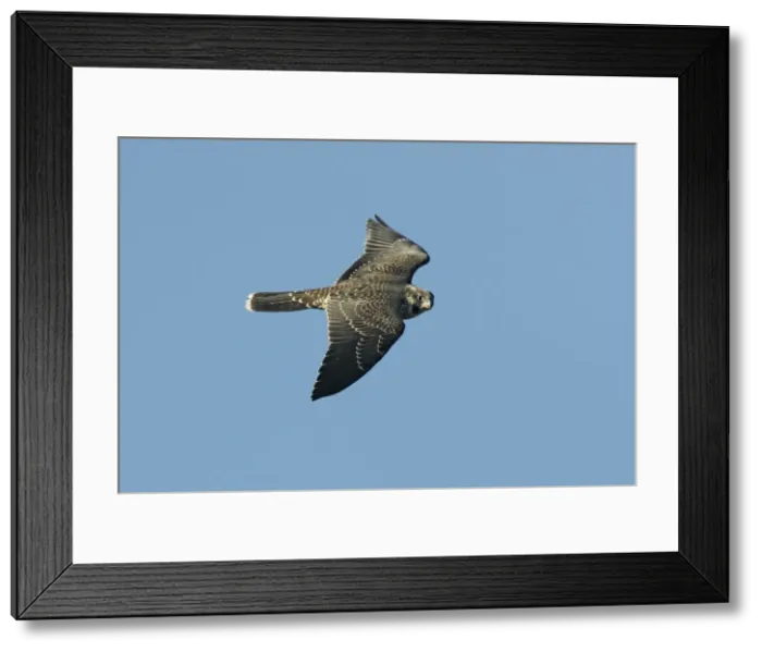 Framed Print : Peregrine Falcon - immature Framed Print : Peregrine Falcon - immature