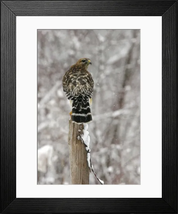 Framed Print : Red-shouldered Hawk Framed Print : Red-shouldered Hawk