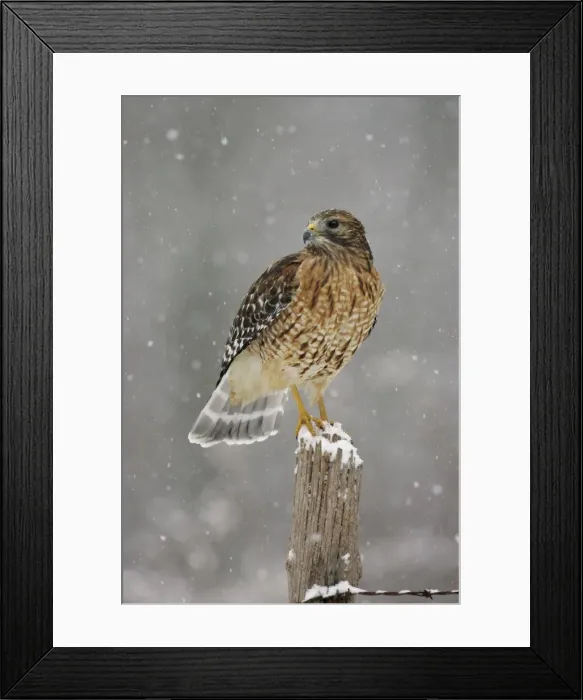 Framed Print : Red-shouldered Hawk Framed Print : Red-shouldered Hawk