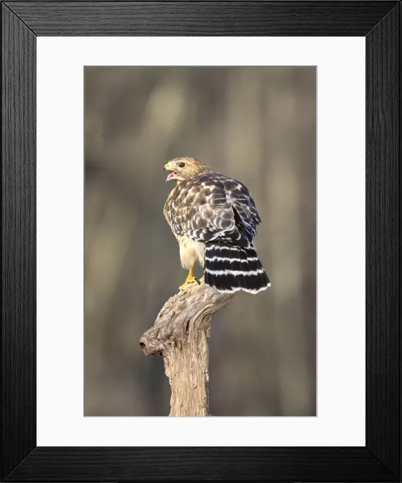 Framed Print : Red-shouldered Hawk Framed Print : Red-shouldered Hawk