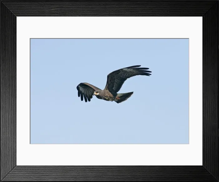 Framed Print : Snail Kite Florida, USA Framed Print : Snail Kite Florida, USA