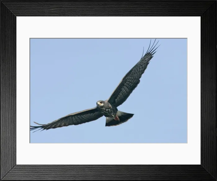 Framed Print : Snail Kite Florida, USA Framed Print : Snail Kite Florida, USA