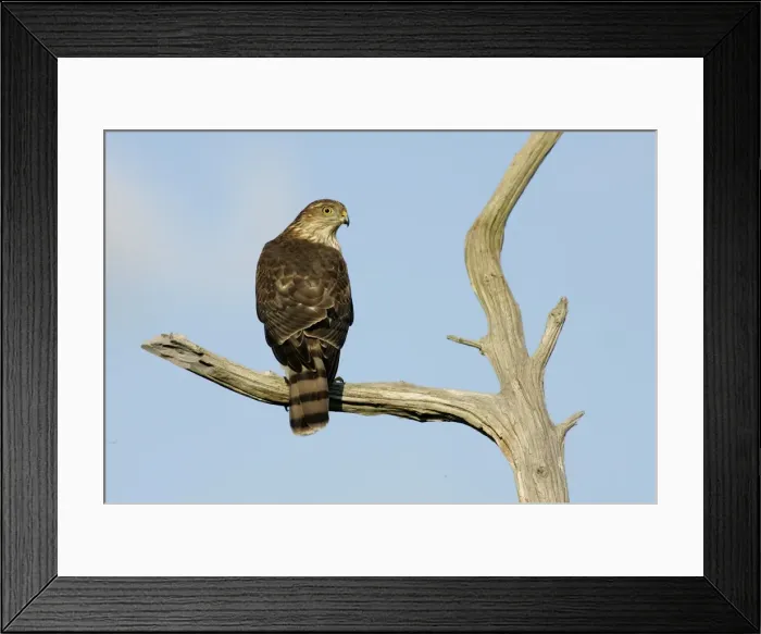 Framed Print : Sharp-shinned Hawk Framed Print : Sharp-shinned Hawk