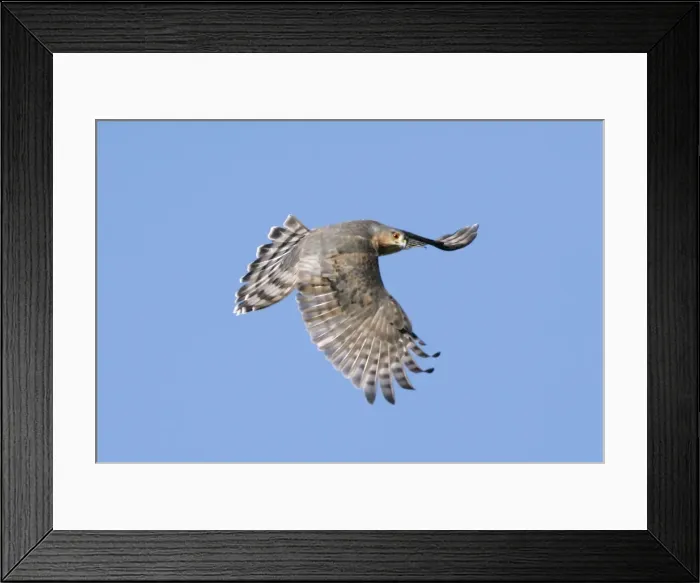 Framed Print : Sharp-shinned Hawk Framed Print : Sharp-shinned Hawk