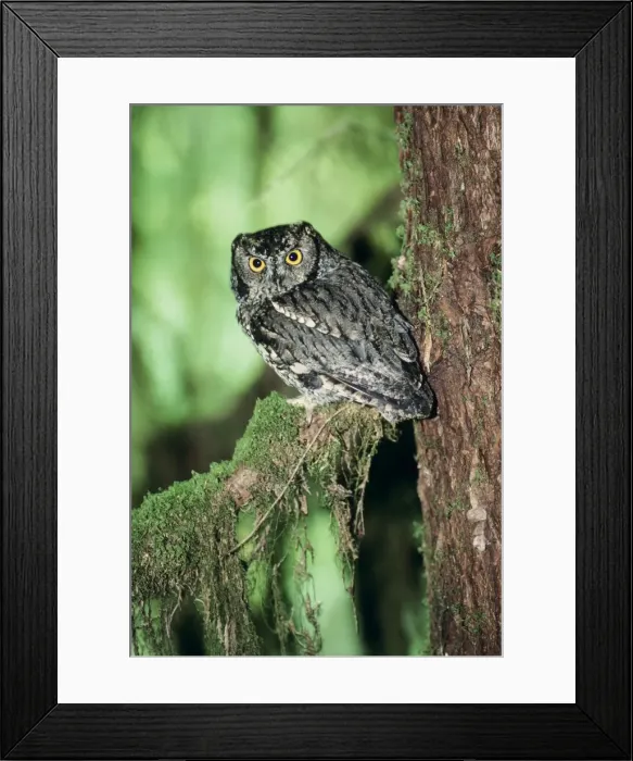 Framed Print : Western Screech Owl Olympic National Park, Washington state, USA Framed Print : Western Screech Owl Olympic National Park, Washington state, USA