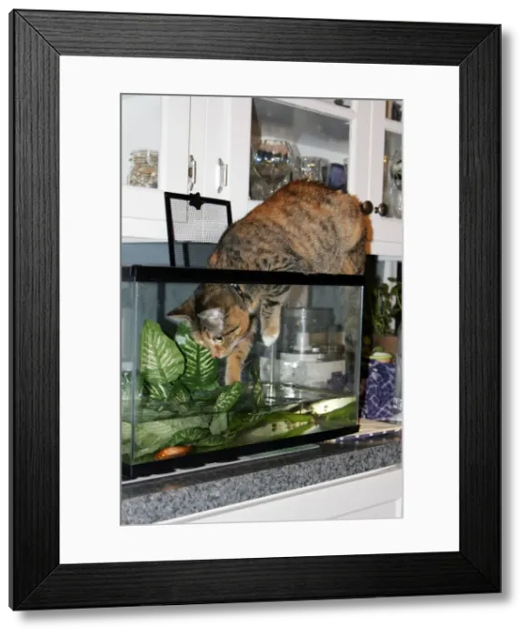 Framed Print : Cat playing in fish tank Framed Print : Cat playing in fish tank