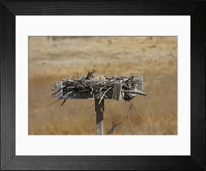 Framed Print : Great Horned Owl - in nest with chick Framed Print : Great Horned Owl - in nest with chick