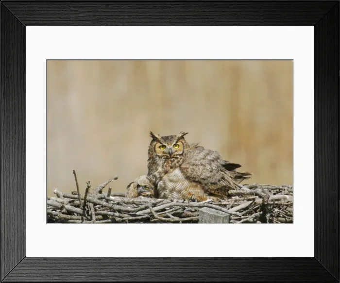 Framed Print : Great Horned Owl - in nest with chick Framed Print : Great Horned Owl - in nest with chick