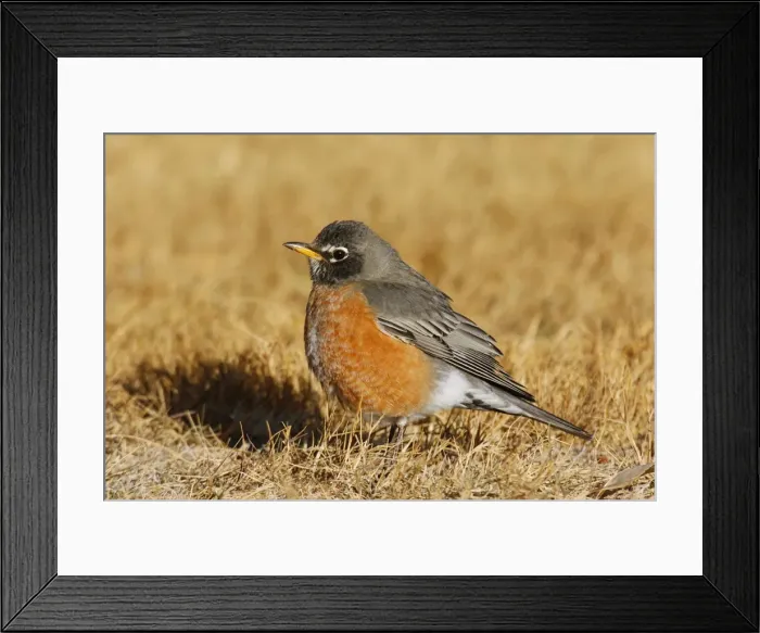 Framed Print : American Robin Framed Print : American Robin