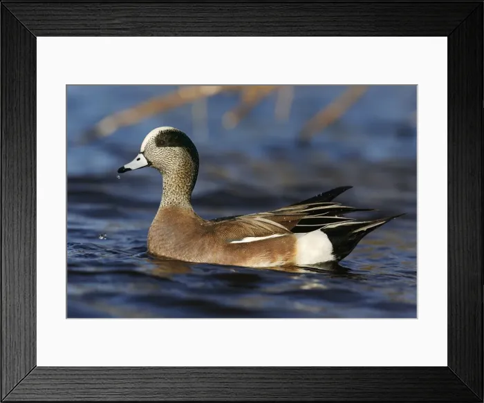Framed Print : American Wigeon Framed Print : American Wigeon