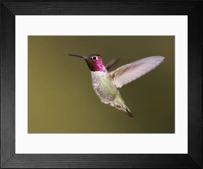 Framed Print : Anna's Hummingbird Framed Print : Anna's Hummingbird