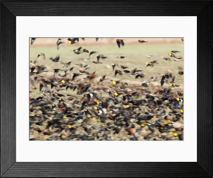 Framed Print : Mixed blackbird flock, yellow-headed blackbird, red-winged blackbird, cowbird Framed Print : Mixed blackbird flock, yellow-headed blackbird, red-winged blackbird, cowbird