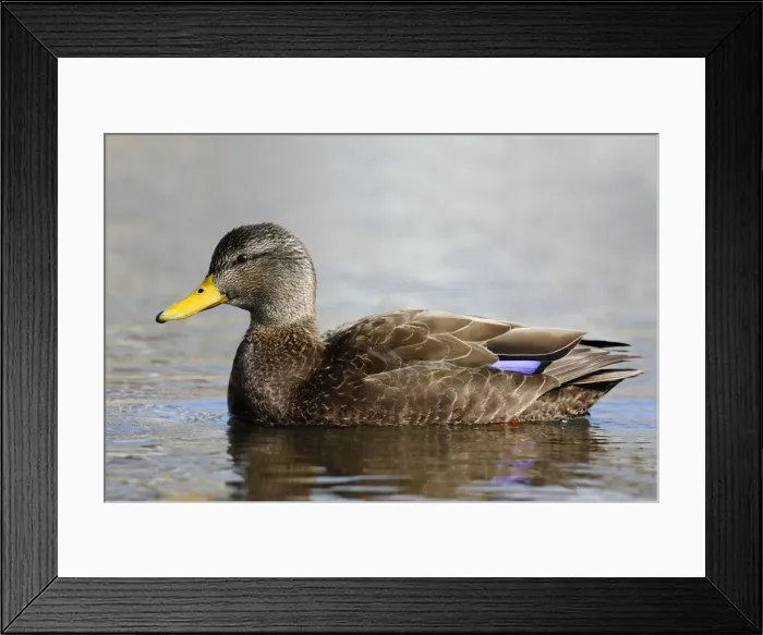 Framed Print : American Black Duck Framed Print : American Black Duck