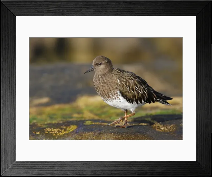 Framed Print : Black Turnstone Framed Print : Black Turnstone