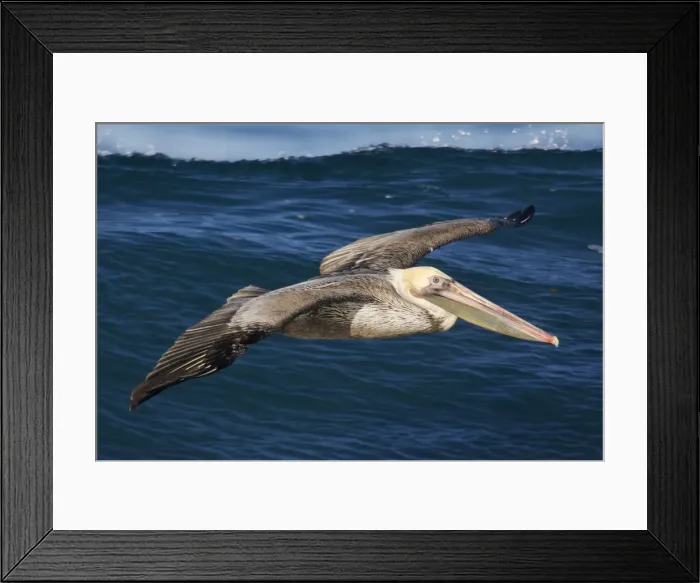 Framed Print : Brown Pelican Framed Print : Brown Pelican