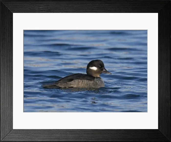 Framed Print : Bufflehead Framed Print : Bufflehead