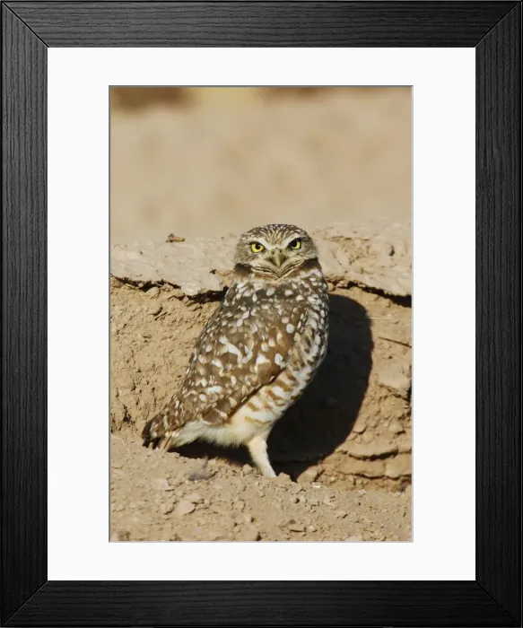 Framed Print : Burrowing Owl Framed Print : Burrowing Owl