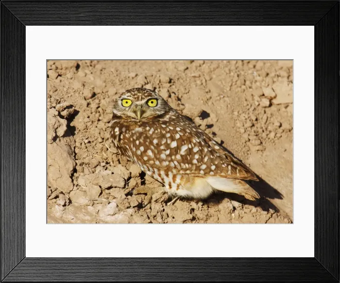 Framed Print : Burrowing Owl Framed Print : Burrowing Owl