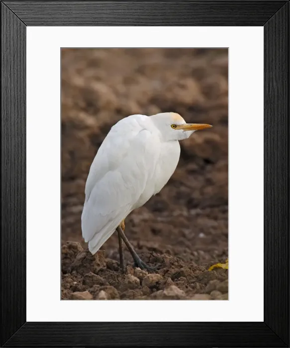 Framed Print : Cattle Egret - feeding Framed Print : Cattle Egret - feeding