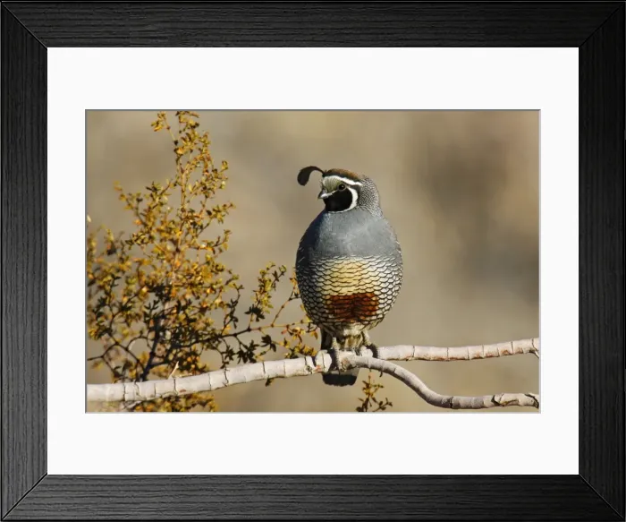 Framed Print : California Quail Framed Print : California Quail