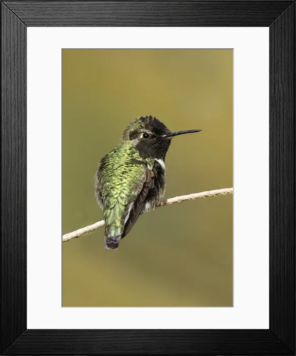 Framed Print : Costa's Hummingbird Framed Print : Costa's Hummingbird