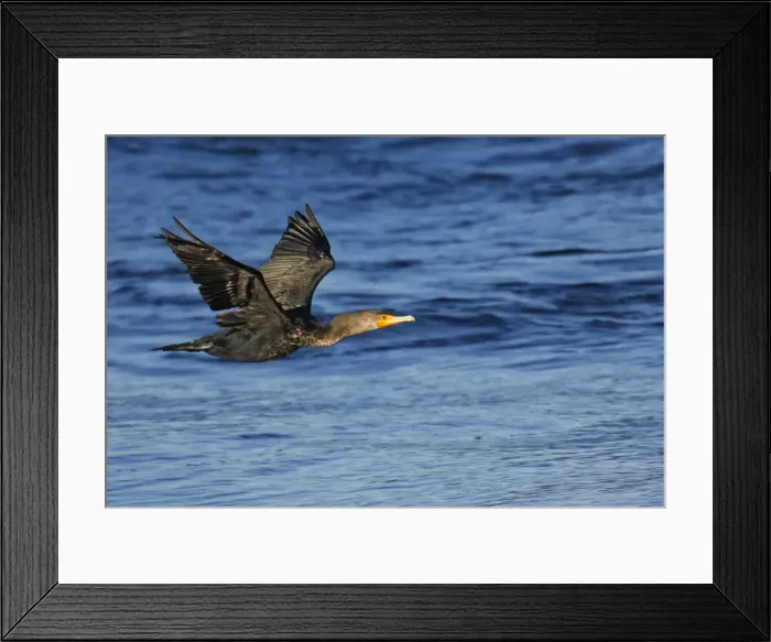 Framed Print : Double-crested Cormorant Framed Print : Double-crested Cormorant