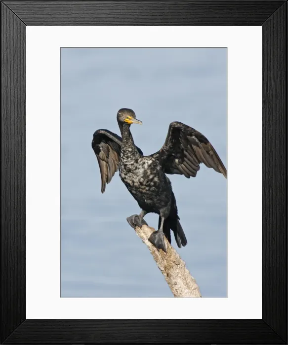Framed Print : Double-crested Cormorant Framed Print : Double-crested Cormorant