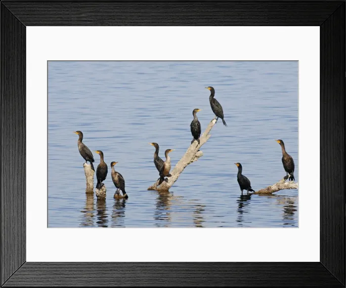 Framed Print : Double-crested Cormorant Framed Print : Double-crested Cormorant