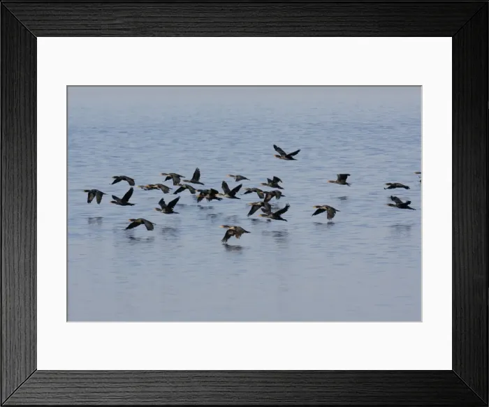 Framed Print : Double-crested Cormorant Framed Print : Double-crested Cormorant
