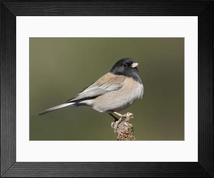 Framed Print : Dark-eyed Junco - male Oregon type Framed Print : Dark-eyed Junco - male Oregon type