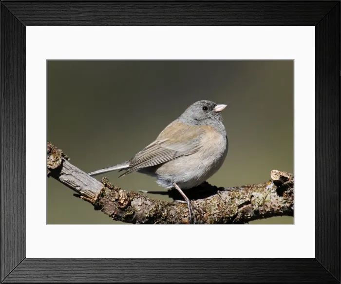Framed Print : Dark-eyed Junco - female Oregon type Framed Print : Dark-eyed Junco - female Oregon type