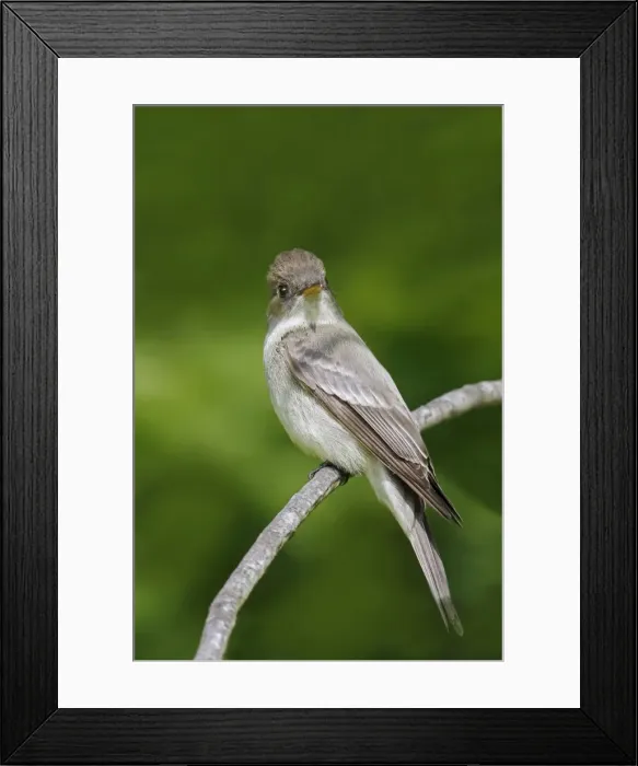 Framed Print : Eastern Wood Pewee Framed Print : Eastern Wood Pewee