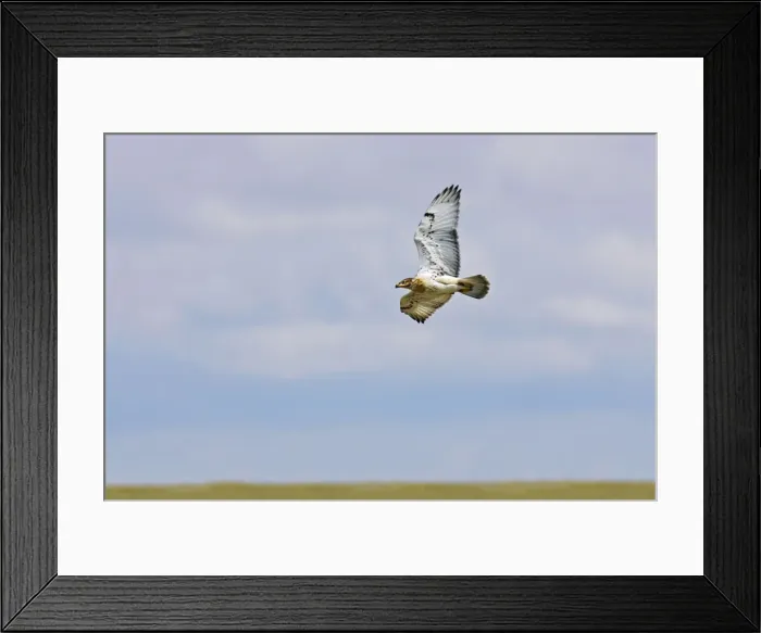Framed Print : Ferruginous Hawk Framed Print : Ferruginous Hawk