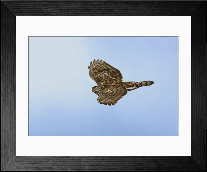 Framed Print : Northern Goshawk - immature Framed Print : Northern Goshawk - immature